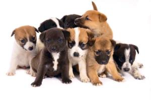 pets_puppies_is_5394581